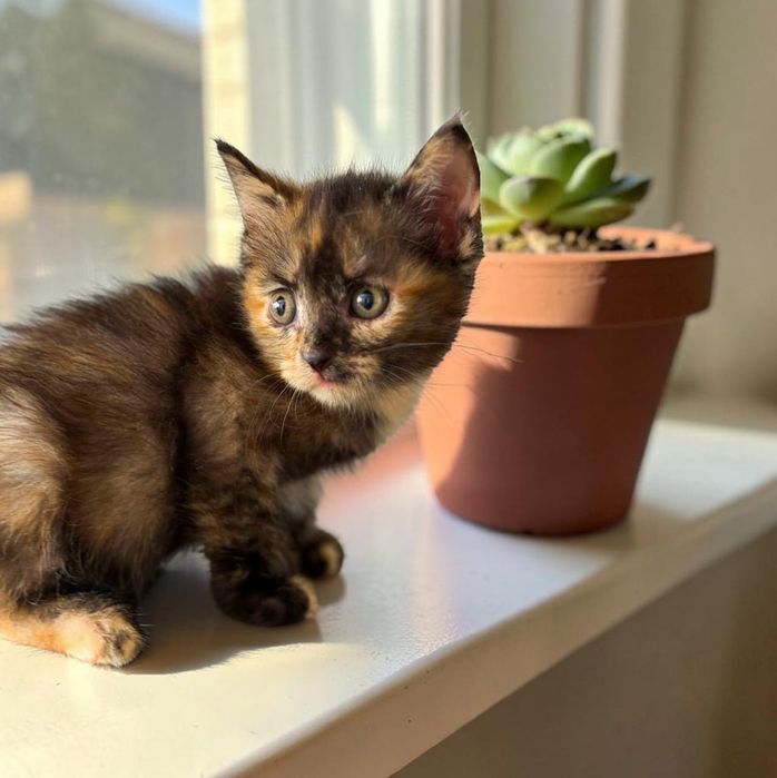 Ищет дом и семью котенок-девочка