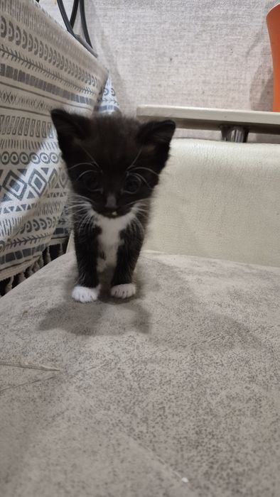 Дарю котят в хорошие руки