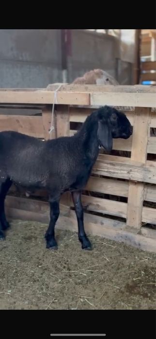 Токты кошкар сатылады