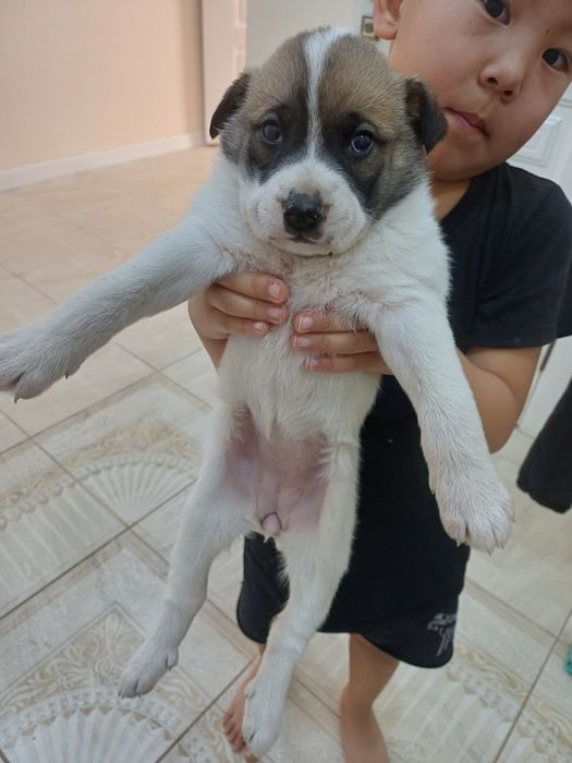 Акита иті сатылады.