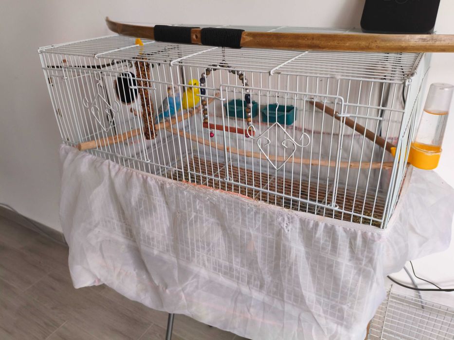 Работещ чифт вълнисти папагали