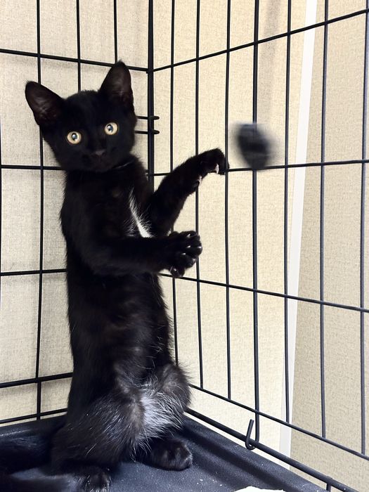 Котенок 3 месяца. Астана