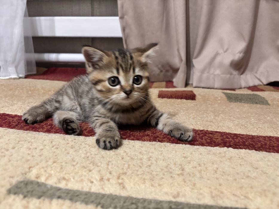 Продам котят     .