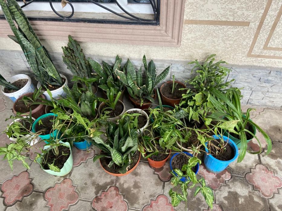 домашние цветы