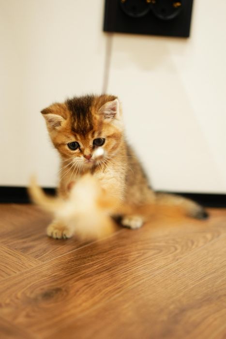 Шиншиллы Алматы котята