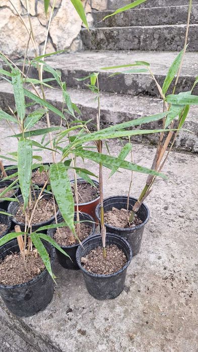 Продавам растения студоустойчив бамбук