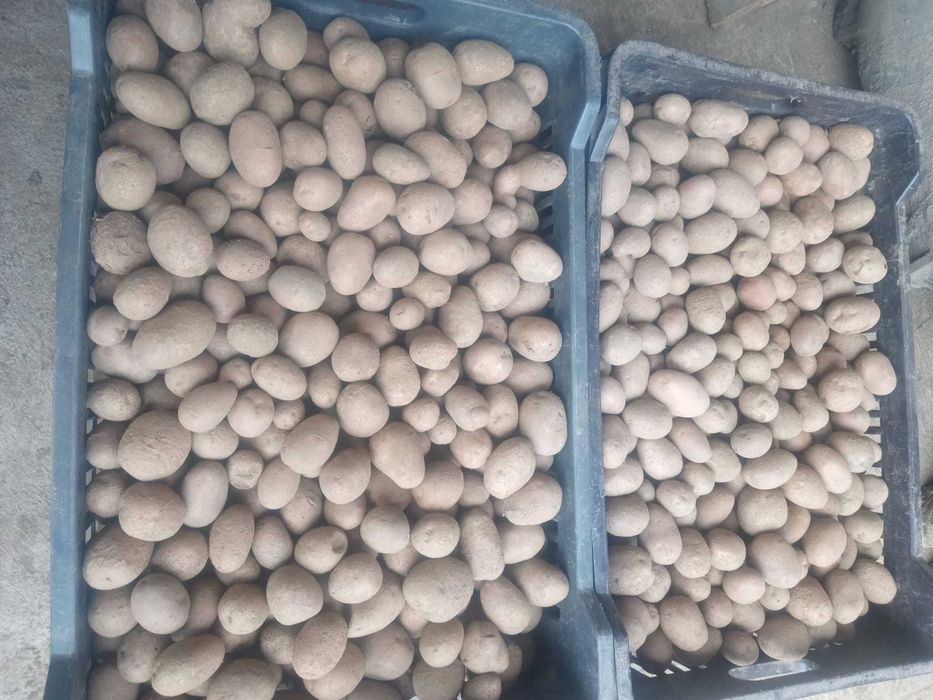 Vand morcovi, patrunjel si cartofi pt animale