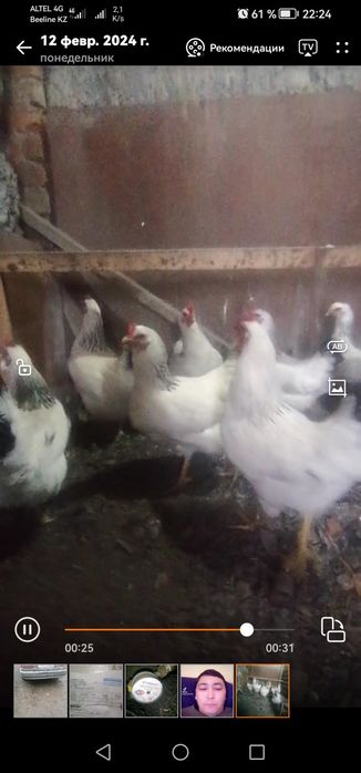 Продам Инкубационный яйцо Адлеров