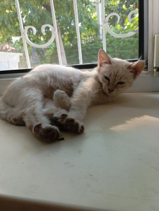 Котята в хорошие руки