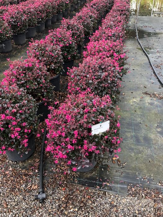 Loropetalum calitate extra