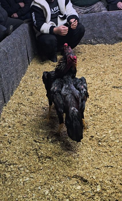 Дакан бойцовая птица