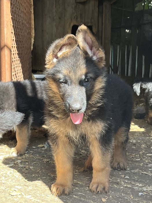 Щенки немецкой овчарки