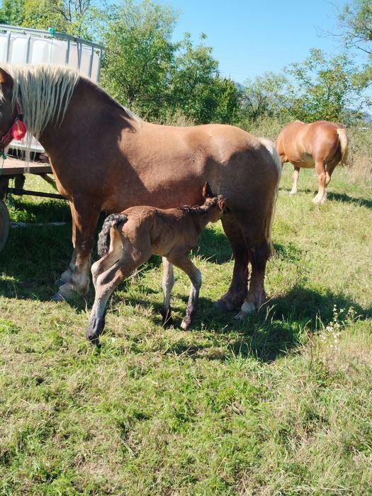 De vânzare 2 iepe gestante