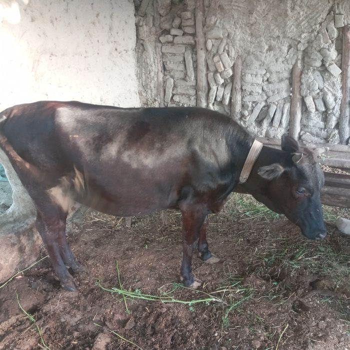 G'unajinlar sotiladi