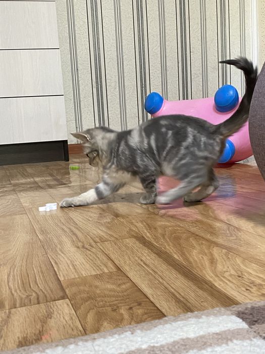 Подарю котенка девочка