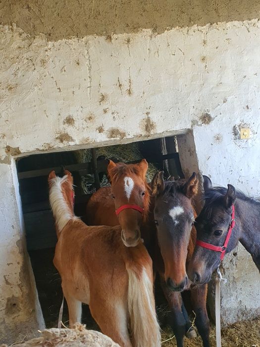 Тойлар сотилади.