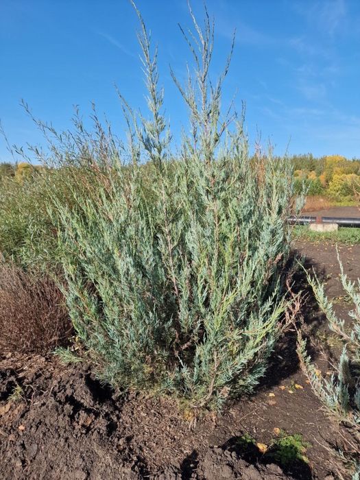 Продажа саженцев