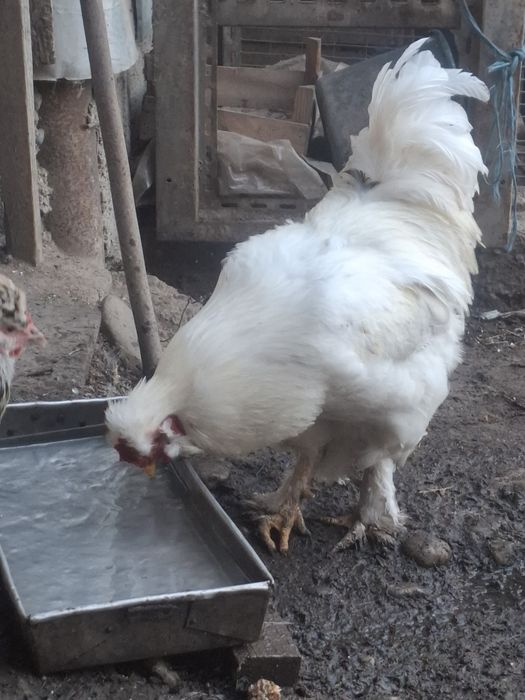 Vând Cocos încălțat și motat.