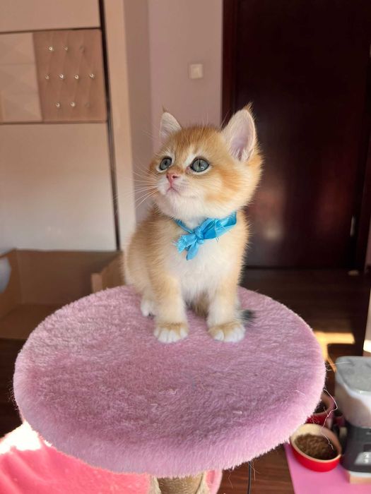 Băiețel iubitor british shorthair golden chinchilla!