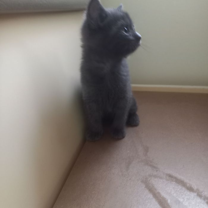 Котёнок девочка 1,5 месяца