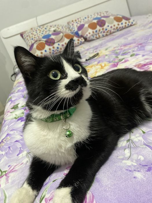 Вязка кота..ищем девушку)