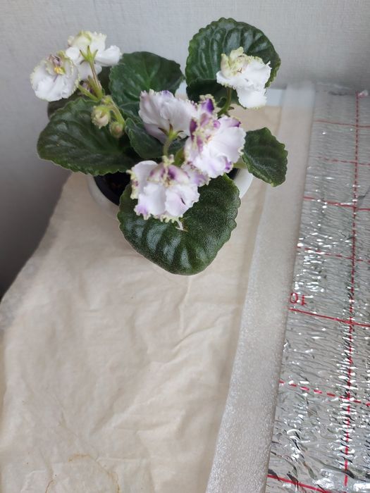 Продаю цветы комнатные