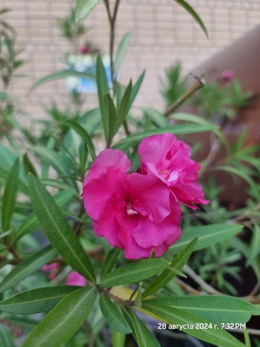 Продам большой  олеандр