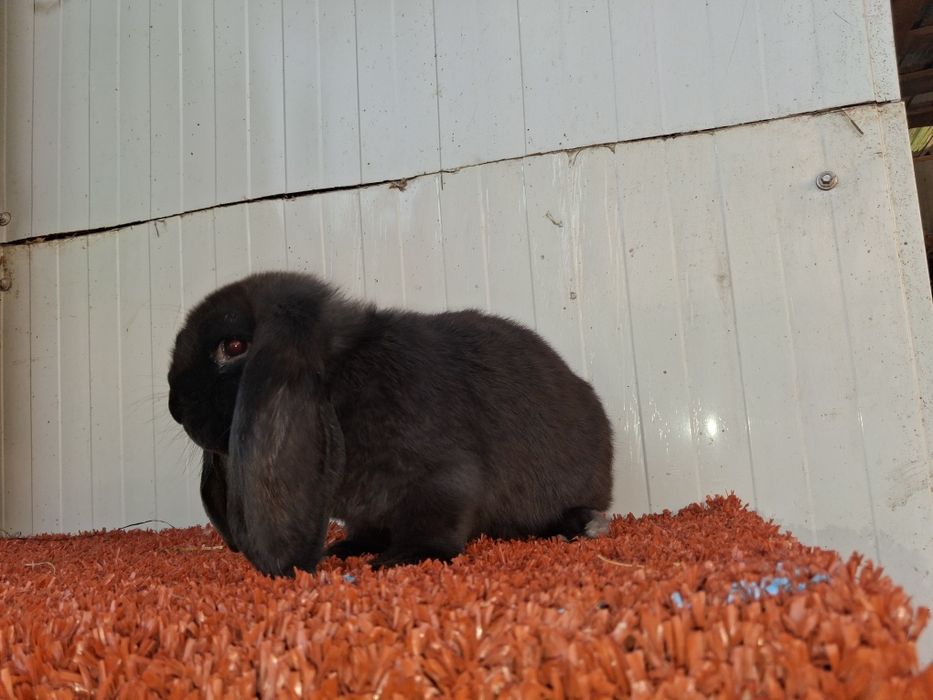 Berbec german  Disponibil