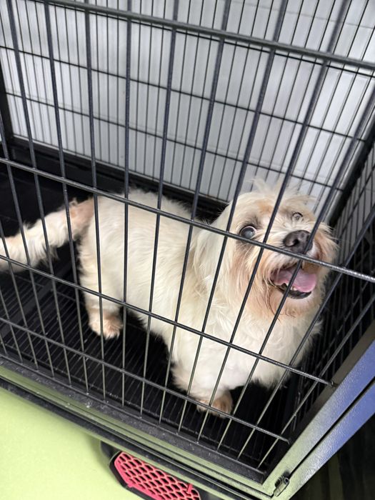 Donez bichon alb fetita 4-5 ani aproximativ