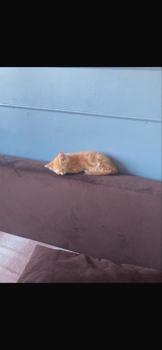 Рыжий котенок 2 месяца