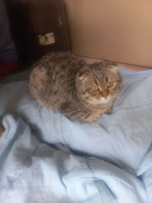 Mishiq harakteri zor