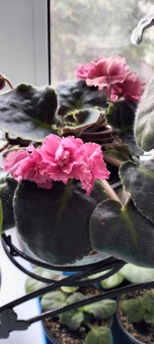 Цветы комнатные цветы