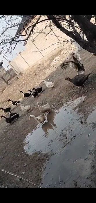 Үндіктер сатылады