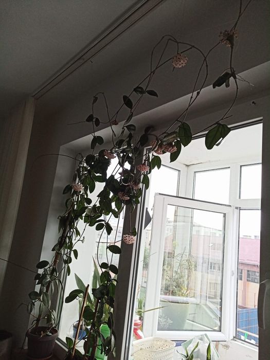 Plante de apartament, birou, gradină etc.