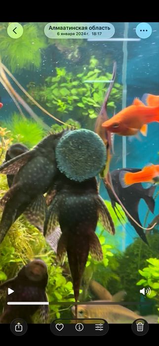 Сомики Анцитрусы