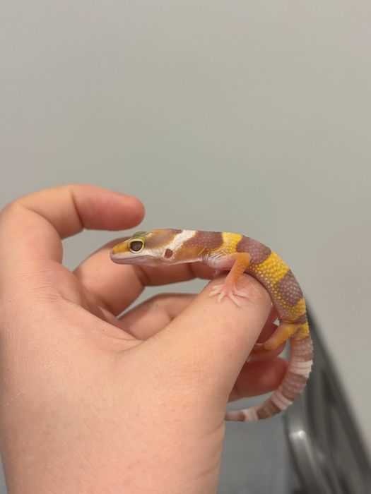 малыши эублефара собственного разведения