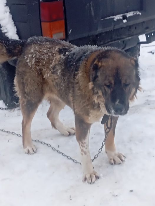 Тобет старотипная девочка