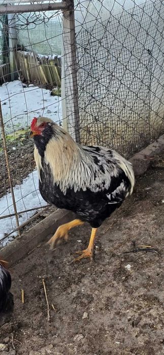 Vând cocoși Araucana 2025.