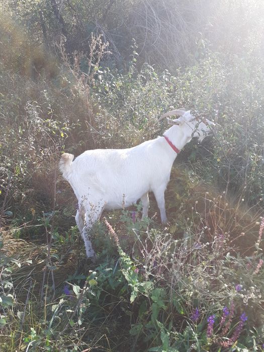 Capre de rasa de vânzare.