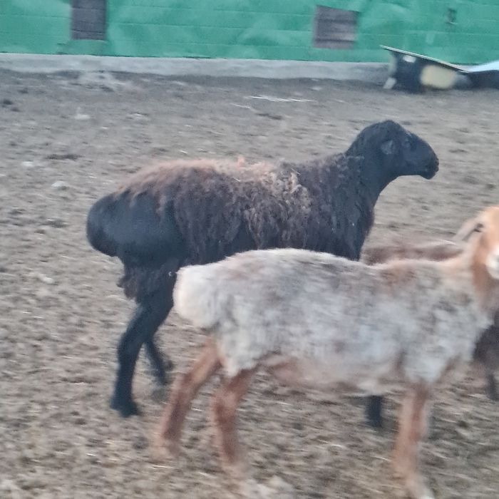 Продаю кошкаров 2шт  гисар эдильбаи