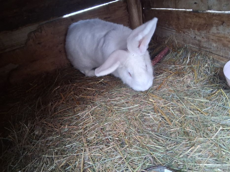 Vând iepuri uriasi germani