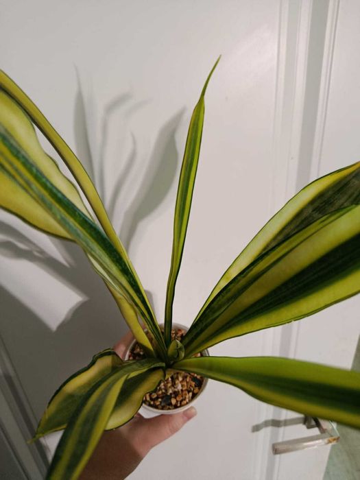 Сансевиерии разных сортов