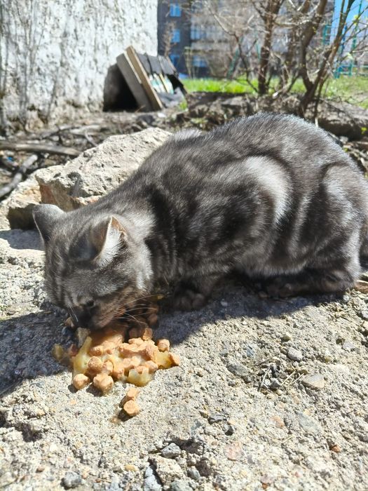 Патирялся Котик или кошка