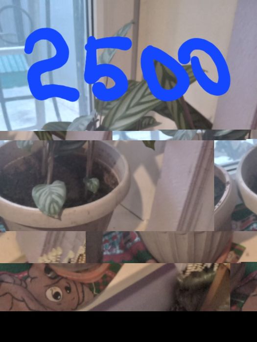 Продам комнатные цветы