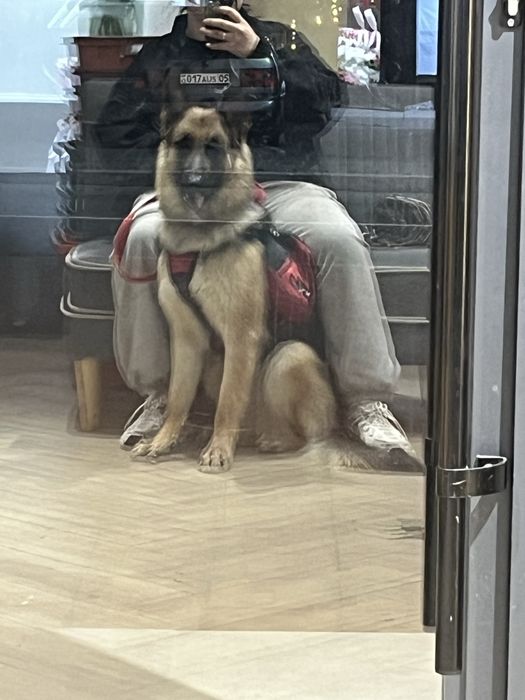 Немецкая овчарка