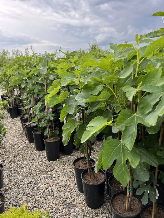 Vand tei arginti la balot de pământ  și smochini altoiti la ghiveci