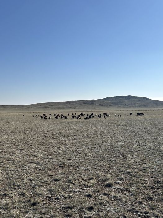 Продаю козы козлята