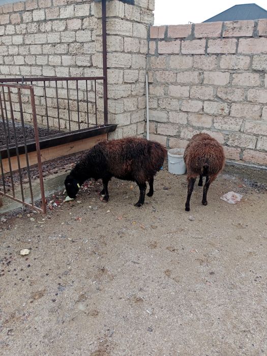 Козылы койлар сатылады