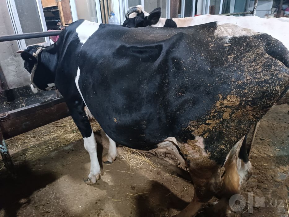 Sigir sotiladi sutdor 20 tadan oshq beradi