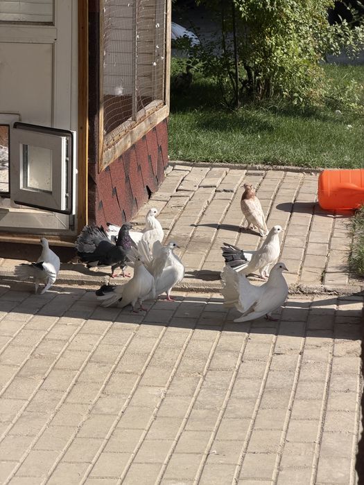 Голуби-павлины дети и взрослые